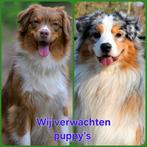 Australian Sheperd pups verwacht begin oktober, Dieren en Toebehoren, 8 tot 15 weken, Meerdere, Meerdere dieren, Herder