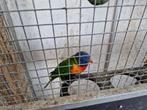 Lori's, Dieren en Toebehoren, Vogels | Parkieten en Papegaaien, Mannelijk, Dwergpapegaai of Agapornis, Tam