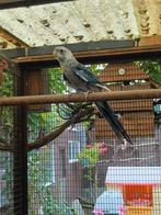 Penant, Dieren en Toebehoren, Vogels | Parkieten en Papegaaien, Vrouwelijk, Parkiet, Geringd