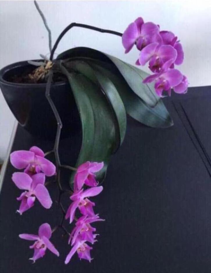 Vintage vaas donkerantraciet ovale bloempot planten, Tuin en Terras, Bloempotten, Zo goed als nieuw, Terracotta, Binnen, Overige vormen