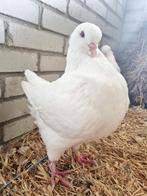 Witte Kingduiven, Meerdere dieren, Overige soorten