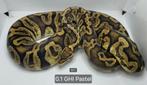 2017: 0.1 Ghi pastel (2700+ gram), Dieren en Toebehoren, Reptielen en Amfibieën, Slang, Tam, 3 tot 6 jaar