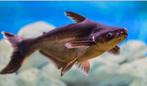 5x Pangasius (4x 20-30cm en 1x 10cm), Dieren en Toebehoren, Vis
