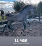 Arabische volbloeds/ Arabier, Dieren en Toebehoren, Paarden, Merrie, Minder dan 160 cm, Gechipt, Niet van toepassing