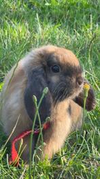 Hollands dwergkonijntje, Dieren en Toebehoren, Konijnen, Mannelijk, Dwerg, Hangoor, 0 tot 2 jaar