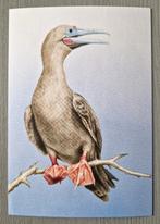 Beleef de natuur vogels Bonaire Roodpootgent Ansichtkaart, Verzenden, 1980 tot heden, Ongelopen, Overige thema's