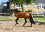 Paard in training?, Dieren en Toebehoren, Stalling, 2 of 3 paarden of pony's