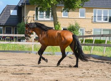 Paard in training? beschikbaar voor biedingen