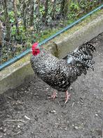 Haan met kipjes - zoekt een goed thuis regio De Bilt/Utrecht, Kip, Meerdere dieren