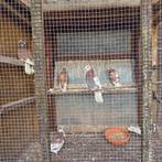 Te koop wegens beëindigen ras birminghamrollers, Dieren en Toebehoren, Vogels | Duiven, Mannelijk