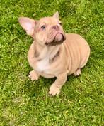 Franse bulldog pups, Dieren en Toebehoren, België, Rabiës (hondsdolheid), 8 tot 15 weken, Bulldog