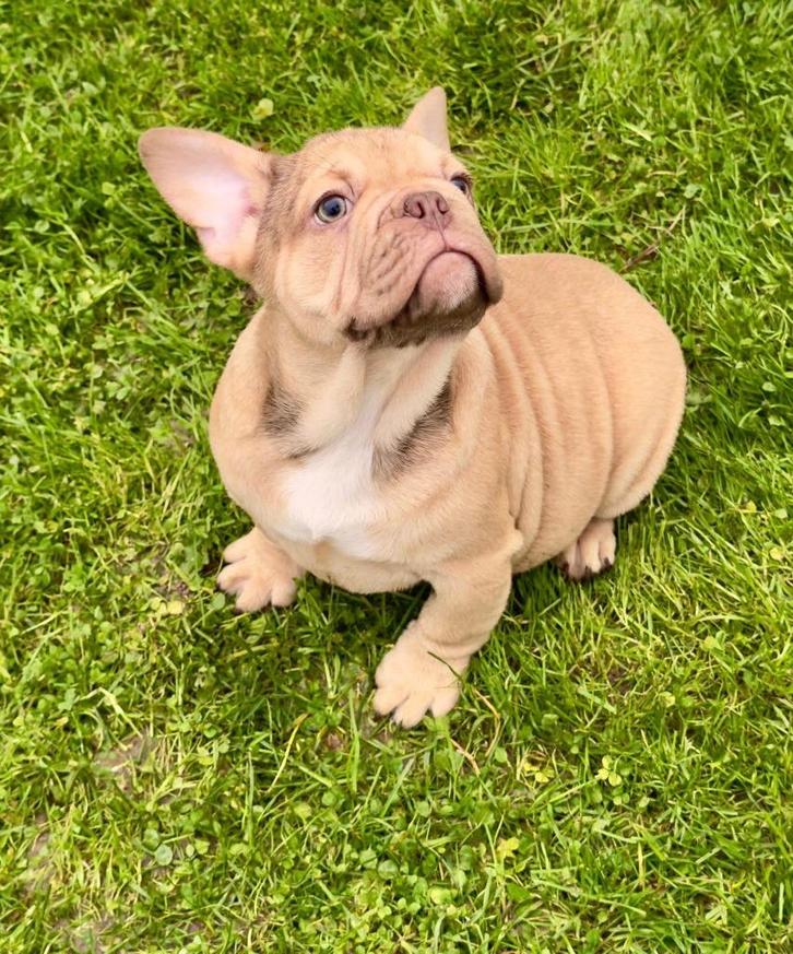 Franse bulldog pups, Dieren en Toebehoren, Honden | Bulldogs, Pinschers en Molossers, Meerdere dieren, Bulldog, Fokker | Professioneel
