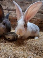 Super lief koppeltje, Vlaamse reus, Dieren en Toebehoren, Meerdere dieren, Groot, 0 tot 2 jaar