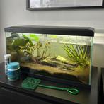 Aquarium 60 Led Cf80 - Aquaria - 60x30x34 cm 58 l Zwart, Dieren en Toebehoren, Vissen | Aquariumvissen, Vis, Zoetwatervis