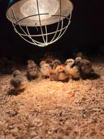 Cochin en zilver brakel kuikens, Dieren en Toebehoren, Meerdere dieren, Kip