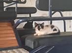 Kittens goed huisje gezocht, Dieren en Toebehoren, Katten en Kittens | Overige Katten