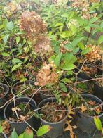 Hortensia's, Tuin en Terras, Volle zon, Vaste plant, Zomer, Ophalen