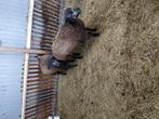 Dekrammen texelaar, Dieren en Toebehoren, Schapen, Geiten en Varkens, Mannelijk, Schaap, 0 tot 2 jaar