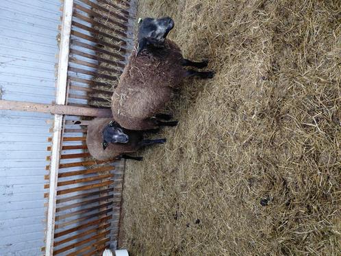 Dekrammen texelaar, Dieren en Toebehoren, Schapen, Geiten en Varkens, Schaap, Mannelijk, 0 tot 2 jaar
