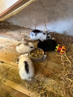 Jonge hangoor konijntjes, Dieren en Toebehoren, Konijnen, Geslacht onbekend, Dwerg