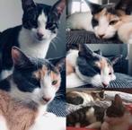 2 lieve binnen katten zoeken een nieuw huisje, Poes