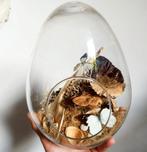 twee vlinders op hertenkaak in stolp, Verzamelen, Dierenverzamelingen, Ophalen of Verzenden, Nieuw, Insect, Opgezet dier