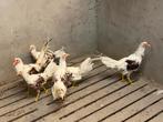 Yokohama’s, Dieren en Toebehoren, Pluimvee, Meerdere dieren, Kip