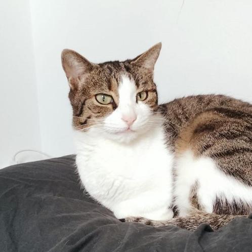 Balarina, Dieren en Toebehoren, Katten en Kittens | Overige Katten, Kortharig, Poes, 6 jaar of ouder