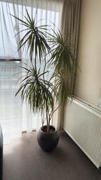 Grote Yucca kamerplant - 2 meter hoog, in pot., Ophalen, 200 cm of meer, Halfschaduw, In pot