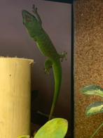 Phelsuma Grandis 0.1 vrouw, Hagedis