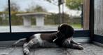 Heidewachtel pups, Dieren en Toebehoren, Honden | Setters en Staande honden, Rabiës (hondsdolheid), Overige rassen, 8 tot 15 weken