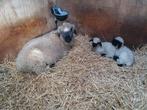 Walliserschwarznase ooien met ram lammeren + 0% verwante ram, Dieren en Toebehoren, Meerdere dieren, Schaap