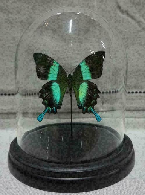 ACTIE > Vlinder in Stolp papilio blumei/ulysses of Caligo vl, Verzamelen, Dierenverzamelingen, Nieuw, Opgezet dier, Insect, Ophalen of Verzenden
