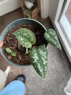 Scindapsus pictus plantje, Ophalen of Verzenden, Overige soorten, Minder dan 100 cm