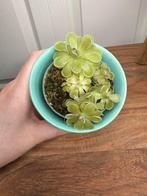 gratis op te halen pinguicula ehlersiae, Ophalen, Overige soorten, Halfschaduw, Minder dan 100 cm