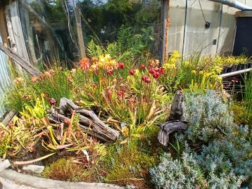 Gezocht:  de tuinhulp uit het Midden Oosten  beschikbaar voor biedingen