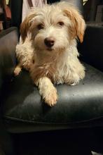 Zera is een mix Bichon van ruim 9 maandjes jong, Dieren en Toebehoren, Honden | Niet-rashonden, Particulier, 15 weken tot 1 jaar