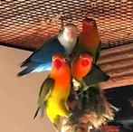 agapornis fischeri dwergpapegaai, Dieren en Toebehoren, Vogels | Parkieten en Papegaaien, Geslacht onbekend, Dwergpapegaai of Agapornis