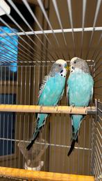 Twee grasparkietjes - gratis af te halen, Dieren en Toebehoren, Vogels | Parkieten en Papegaaien, Meerdere dieren, Parkiet