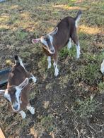 Toggenburger bok lammeren, Dieren en Toebehoren, Schapen, Geiten en Varkens, Meerdere dieren, Geit