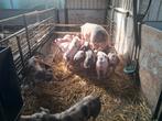 Luxe lange Pietrain biggen, Dieren en Toebehoren, Schapen, Geiten en Varkens, Meerdere dieren, Varken, 0 tot 2 jaar