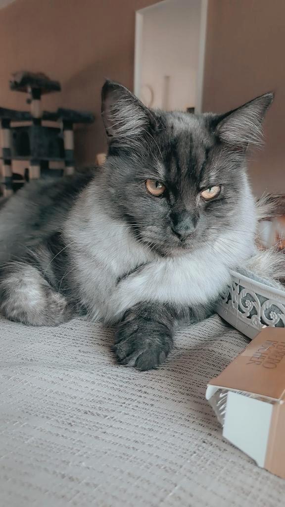 Main coone kater en poes, Dieren en Toebehoren, Katten en Kittens | Raskatten | Langhaar, Meerdere dieren, 0 tot 2 jaar, Gechipt