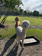 Alpaca merries, alpaca, alpacas, September, Vrouwelijk