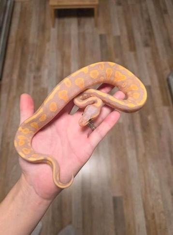 Femalemaker Blackhead Banana Phantom YB Red&Ringer gene beschikbaar voor biedingen