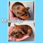 Baby Cavia’s, Februari, Meerdere dieren, Cavia