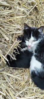 Jonge boerderij kittens, Dieren en Toebehoren, Geslacht onbekend, 0 tot 2 jaar