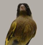 Gezocht; zwartkopgroenling, Dieren en Toebehoren, Vogels | Overige Vogels, Meerdere dieren, Tropenvogel