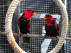 lori's, Meerdere dieren, Papegaai, Geringd
