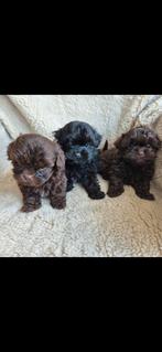 Schattige mini doodles, Dieren en Toebehoren, Honden | Niet-rashonden, Reu, 8 tot 15 weken, CDV (hondenziekte), Meerdere