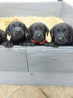 Prachtige zwarte labrador pups (nog 3 reutjes beschikbaar), Dieren en Toebehoren, Honden | Retrievers, Spaniëls en Waterhonden